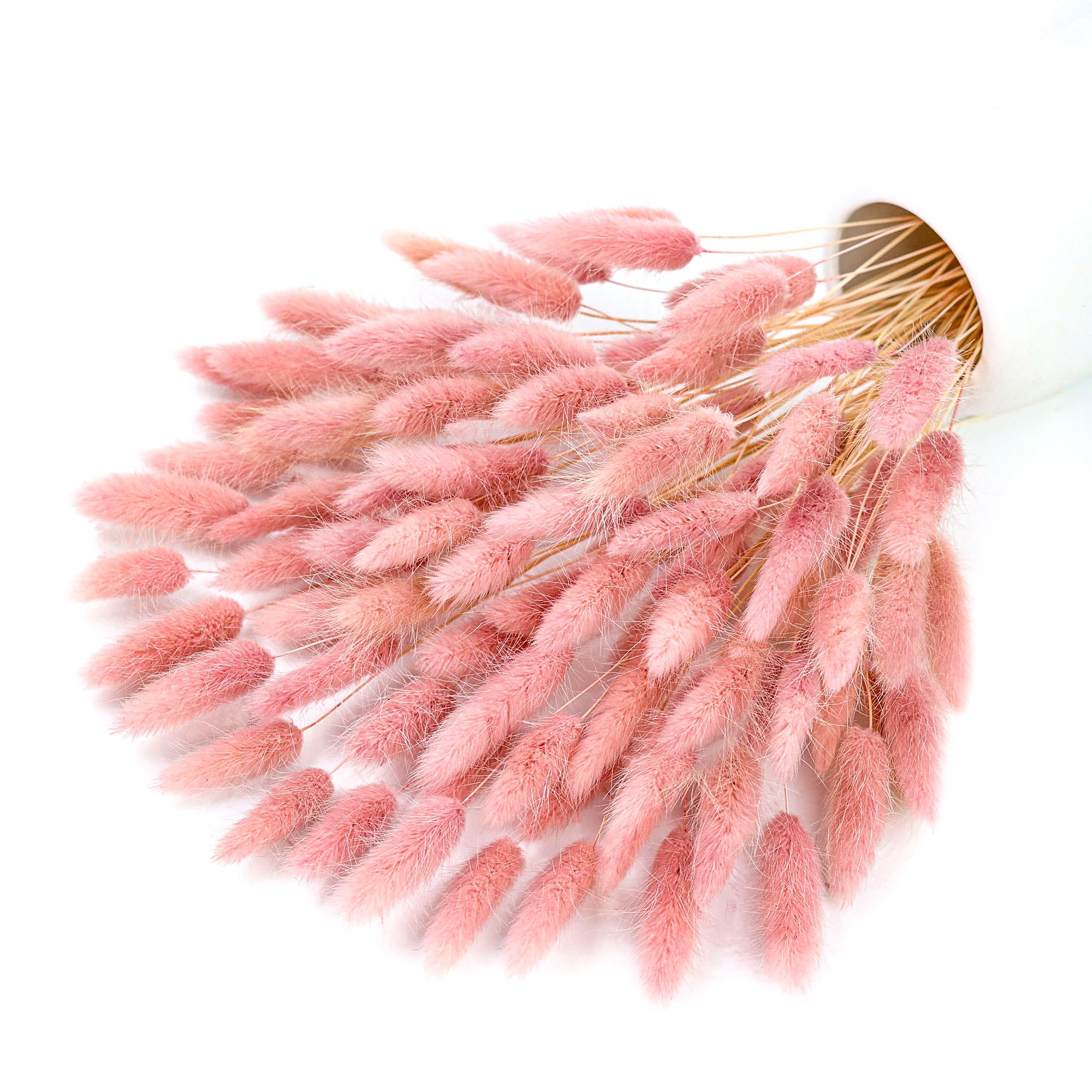 Pampas Grass Decor - 120 stelo rosa pampa essiccata coda
