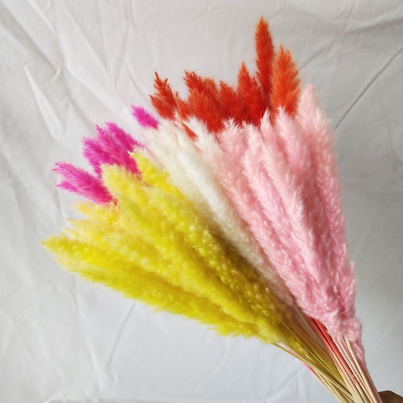 Erba della Pampa Naturale Essi - Pampas Grass Decor recensione e prezzo