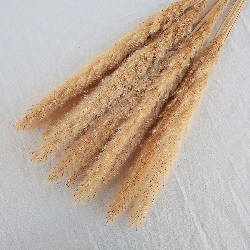 Erba della Pampa Naturale Essi - Pampas Grass Decor recensione e prezzo