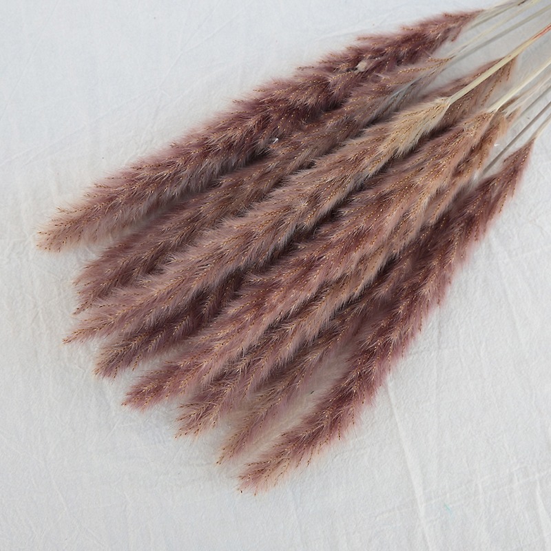 Erba della Pampa Naturale Essi - Pampas Grass Decor recensione e prezzo