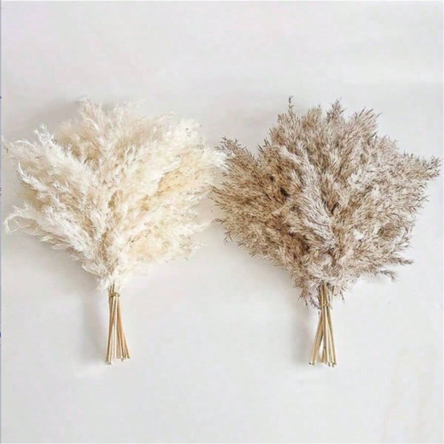 10/20/30 pezzi di erba di pamp - Pampas Grass Decor recensione e prezzo