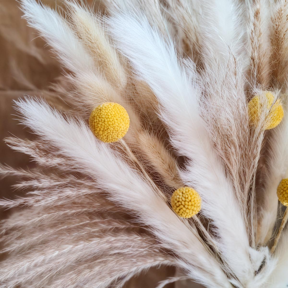 Bouquet di Erba della Pampa Es - Pampas Grass Decor recensione e prezzo